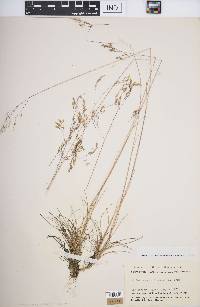 Deschampsia flexuosa image