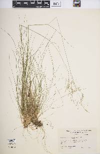 Deschampsia flexuosa image