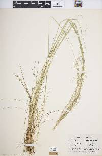 Deschampsia flexuosa image