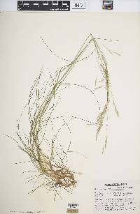 Deschampsia flexuosa image