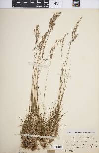 Deschampsia flexuosa image