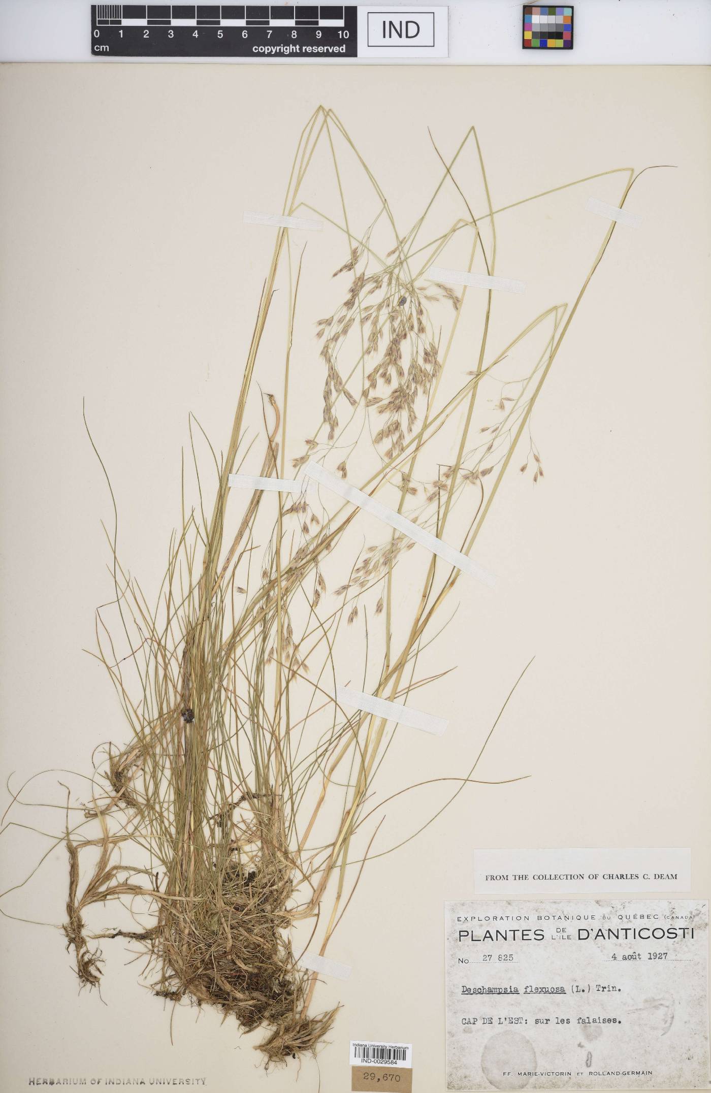 Deschampsia flexuosa image