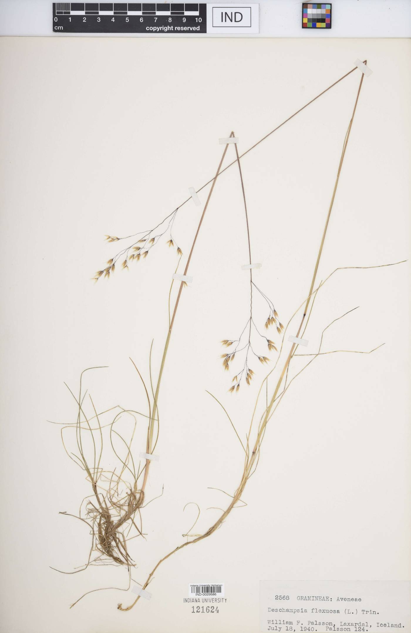 Deschampsia flexuosa image