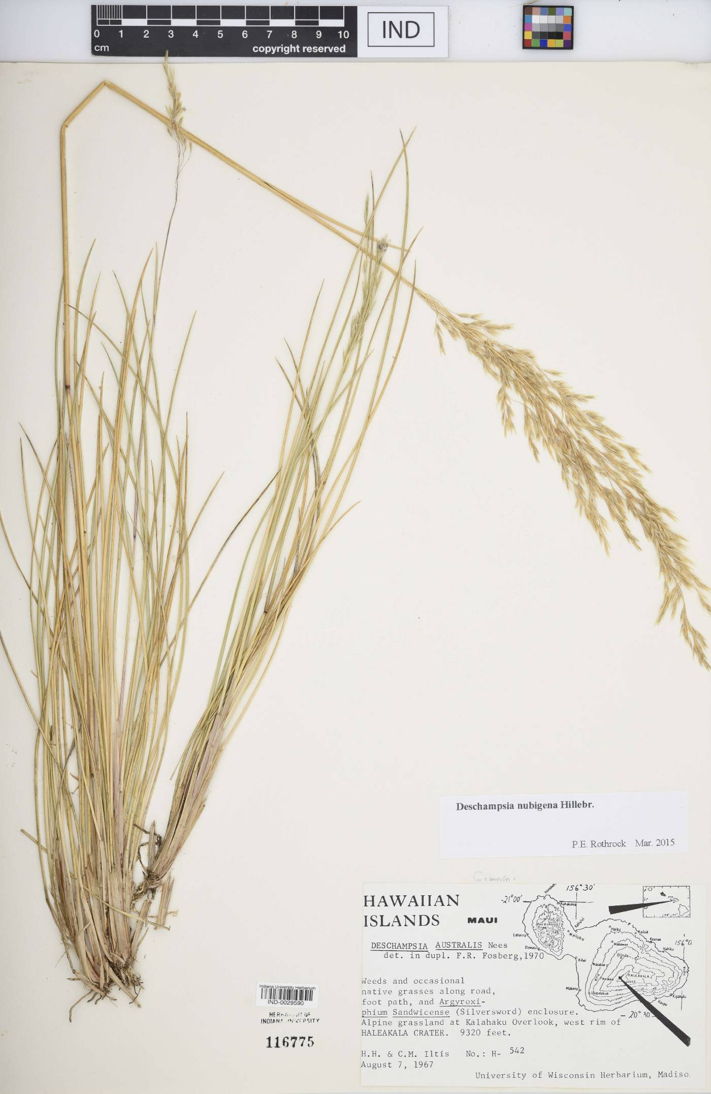 Deschampsia nubigena image