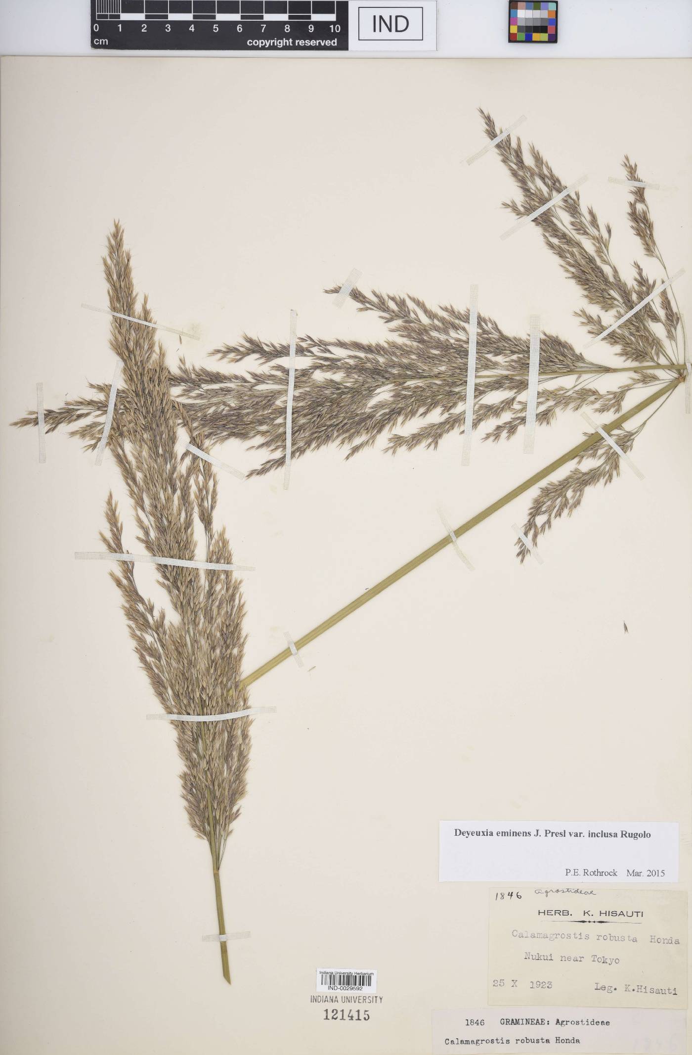 Calamagrostis eminens image