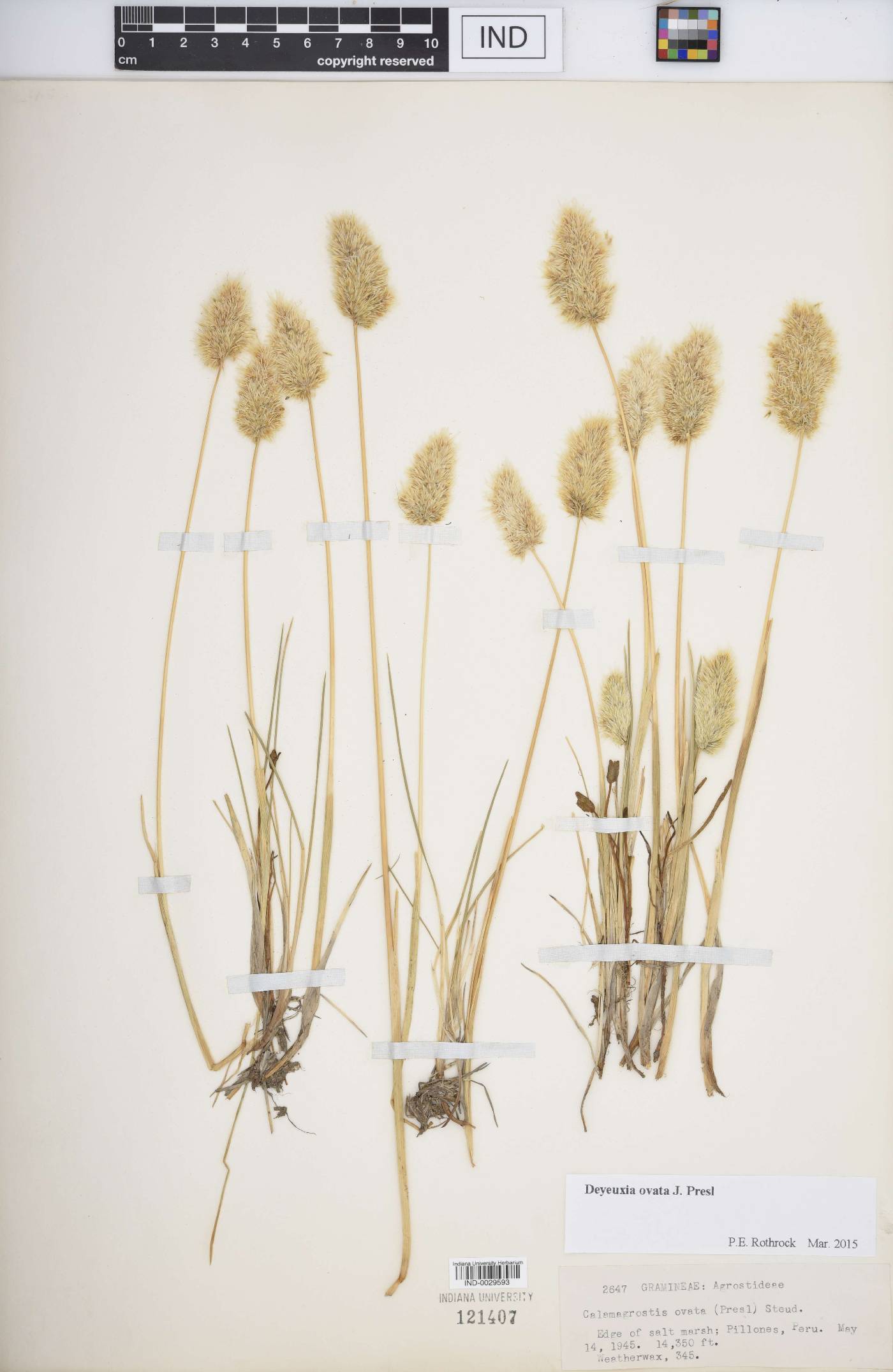 Calamagrostis ovata image