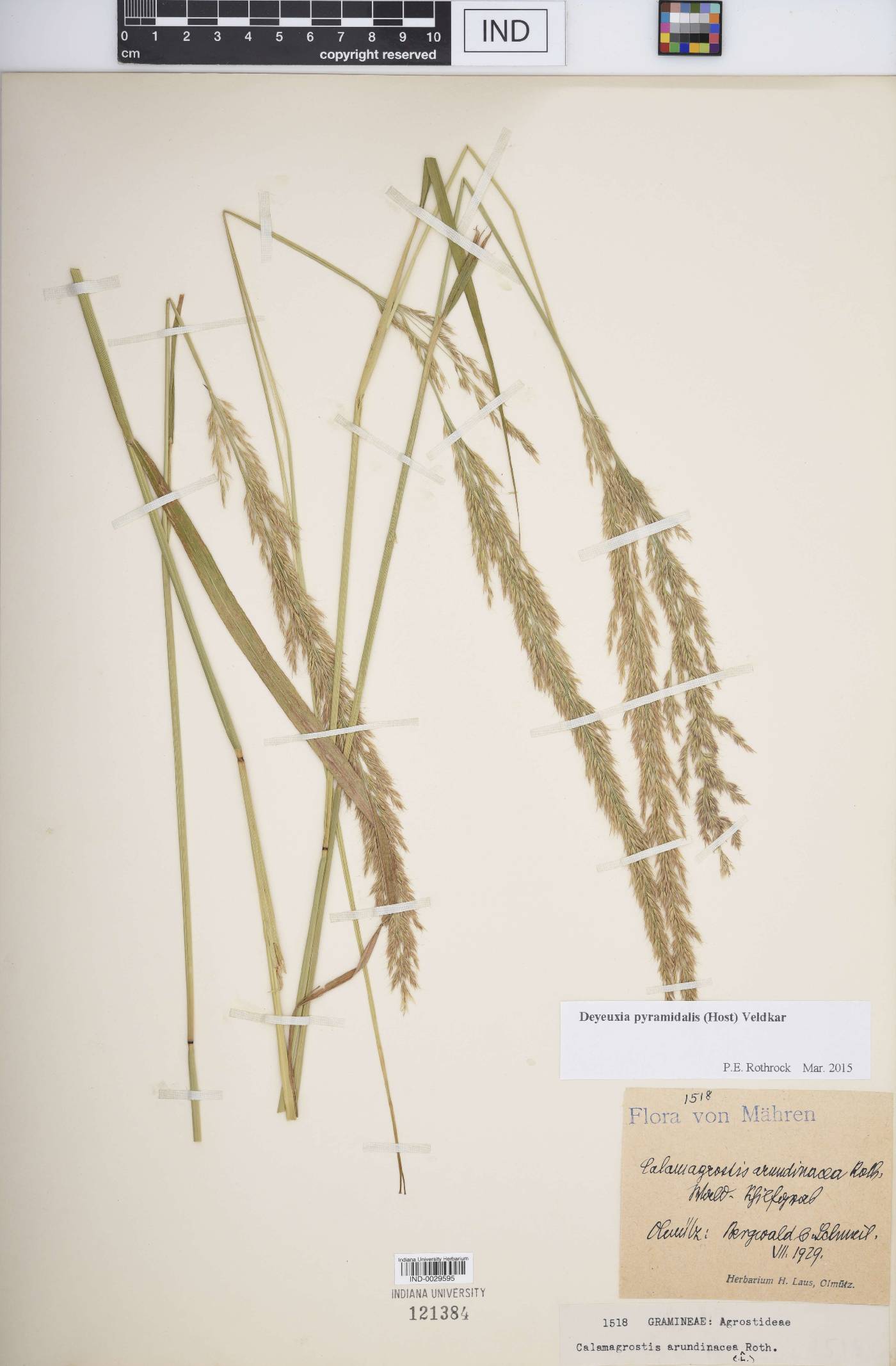 Calamagrostis arundinacea image