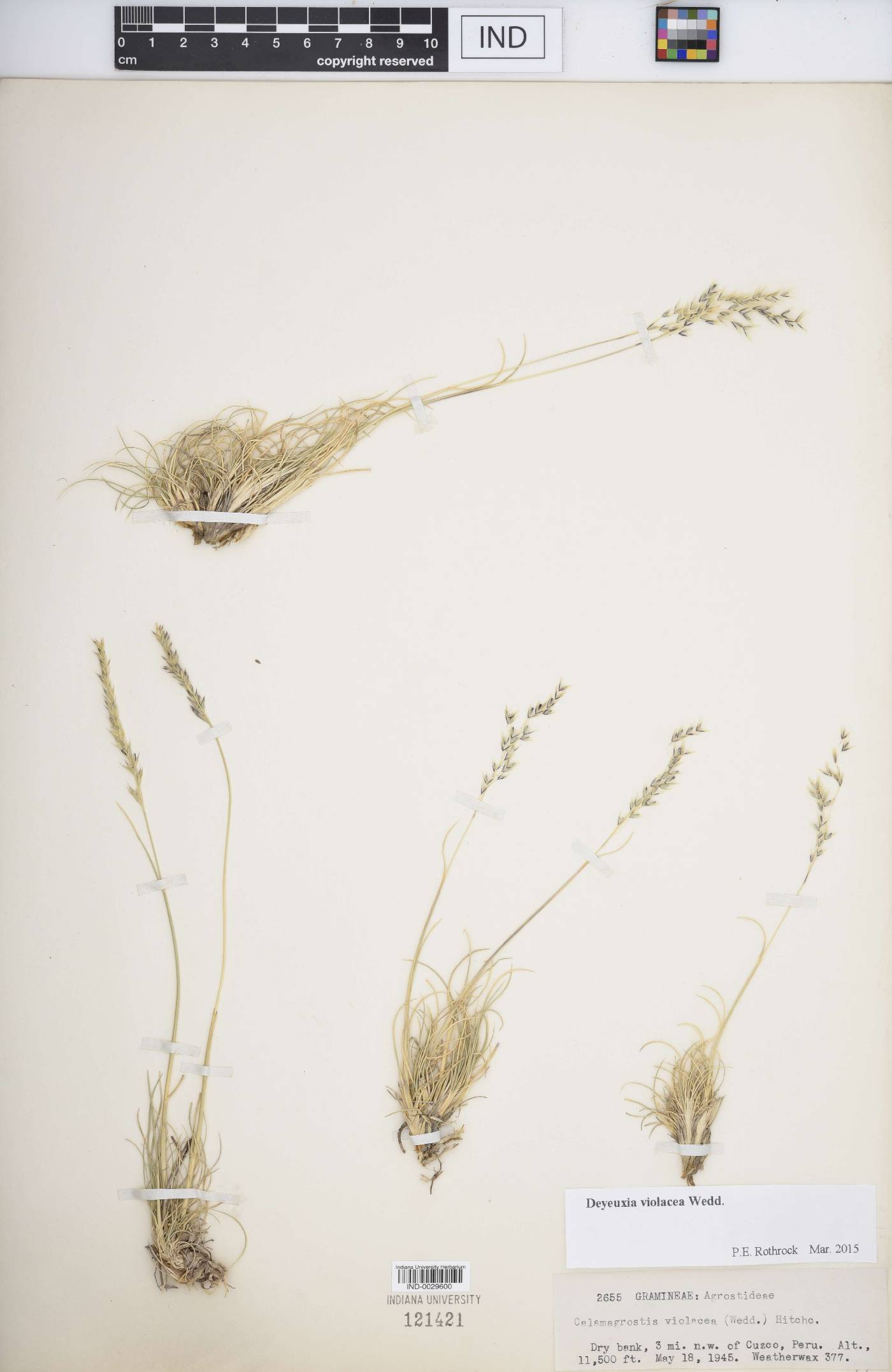 Calamagrostis violacea image