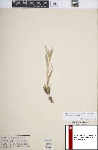 Panicum acuminatum image