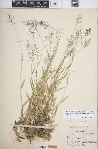 Dichanthelium acuminatum subsp. columbianum image
