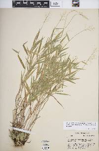 Dichanthelium acuminatum subsp. columbianum image