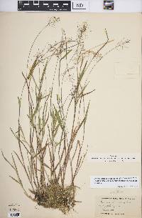 Dichanthelium acuminatum subsp. columbianum image