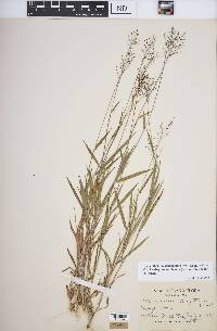 Dichanthelium acuminatum subsp. columbianum image