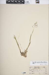 Dichanthelium acuminatum subsp. columbianum image