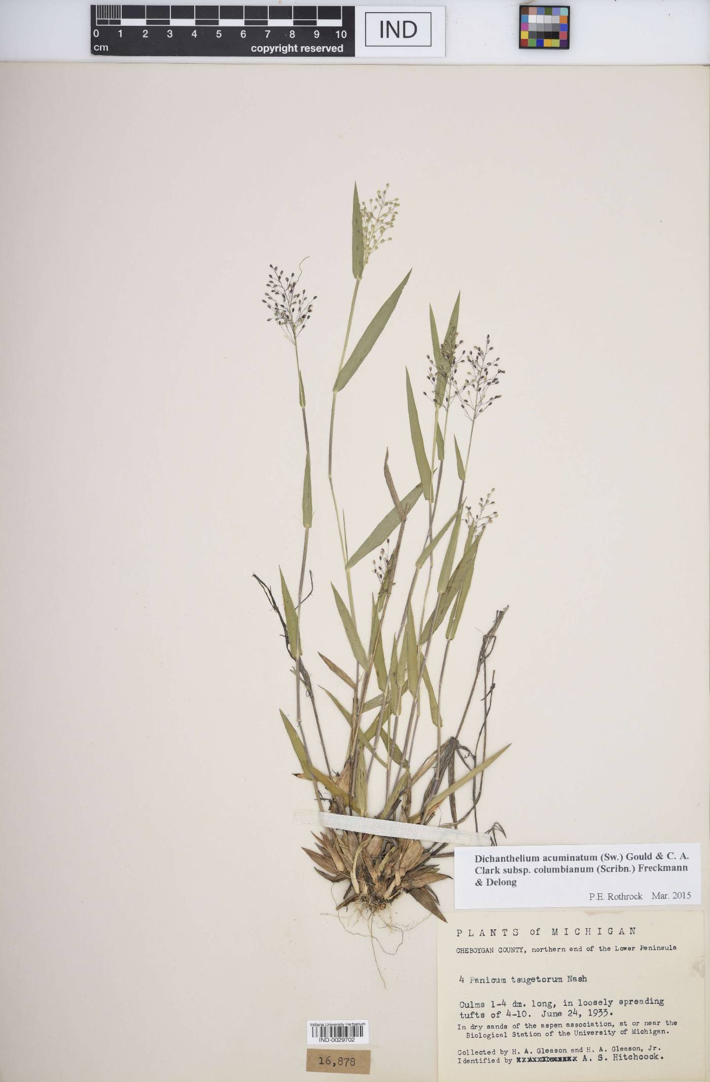 Dichanthelium meridionale image