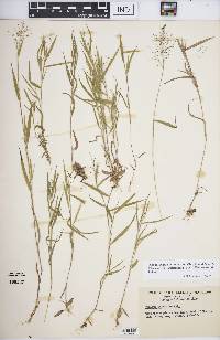 Panicum acuminatum image