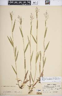 Panicum acuminatum image