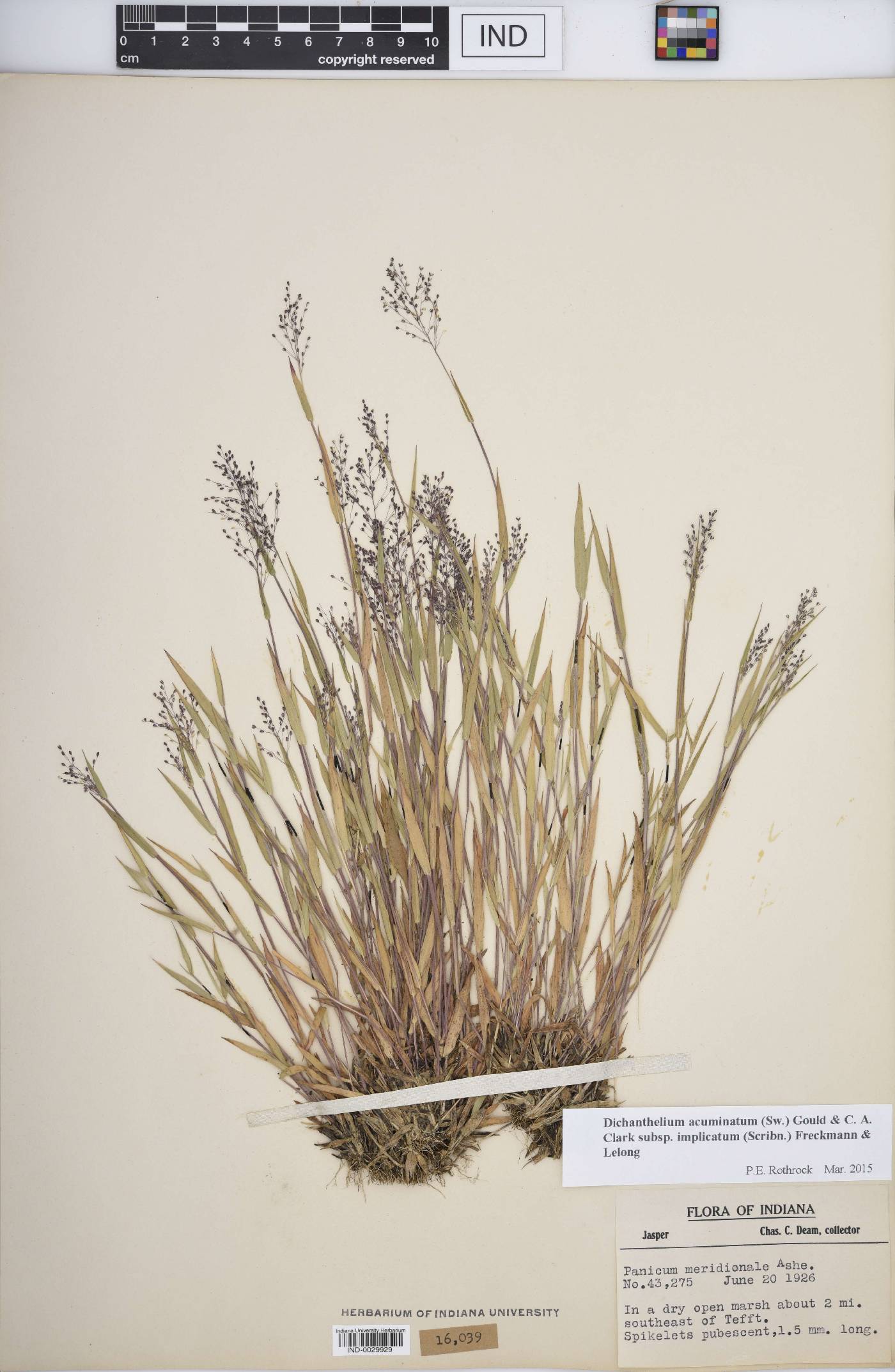 Dichanthelium meridionale image