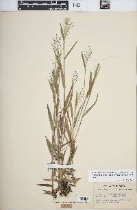 Panicum acuminatum image