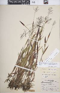 Panicum acuminatum image