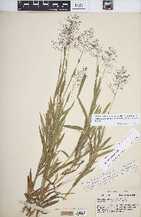 Panicum acuminatum image