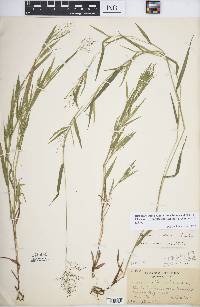 Panicum acuminatum image