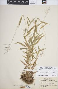 Panicum acuminatum image