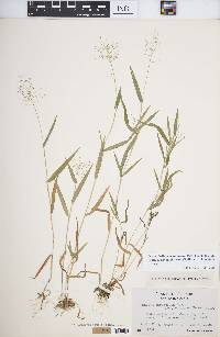 Panicum acuminatum image