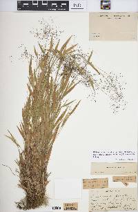 Panicum acuminatum image