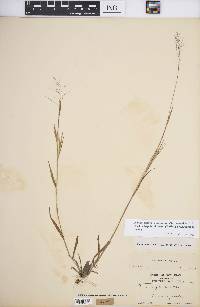 Panicum acuminatum image