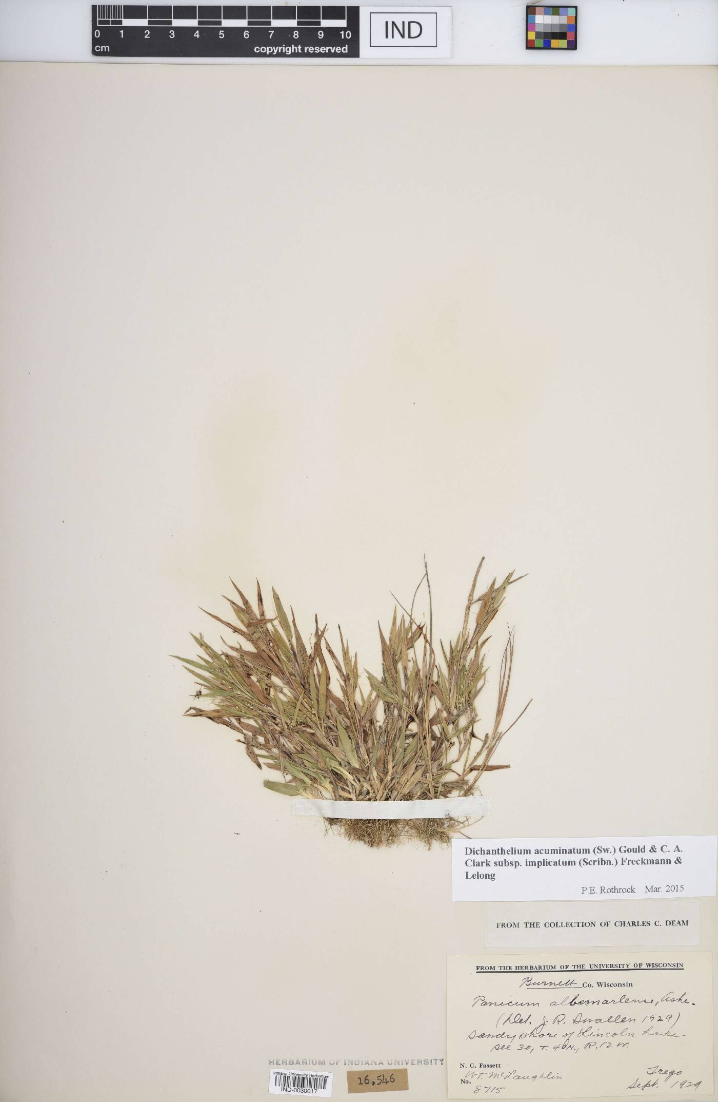 Dichanthelium meridionale image