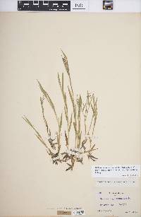 Panicum acuminatum image