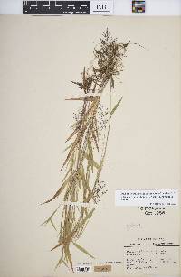 Dichanthelium acuminatum subsp. lindheimeri image