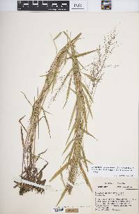 Dichanthelium acuminatum subsp. lindheimeri image