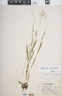 Dichanthelium acuminatum subsp. lindheimeri image