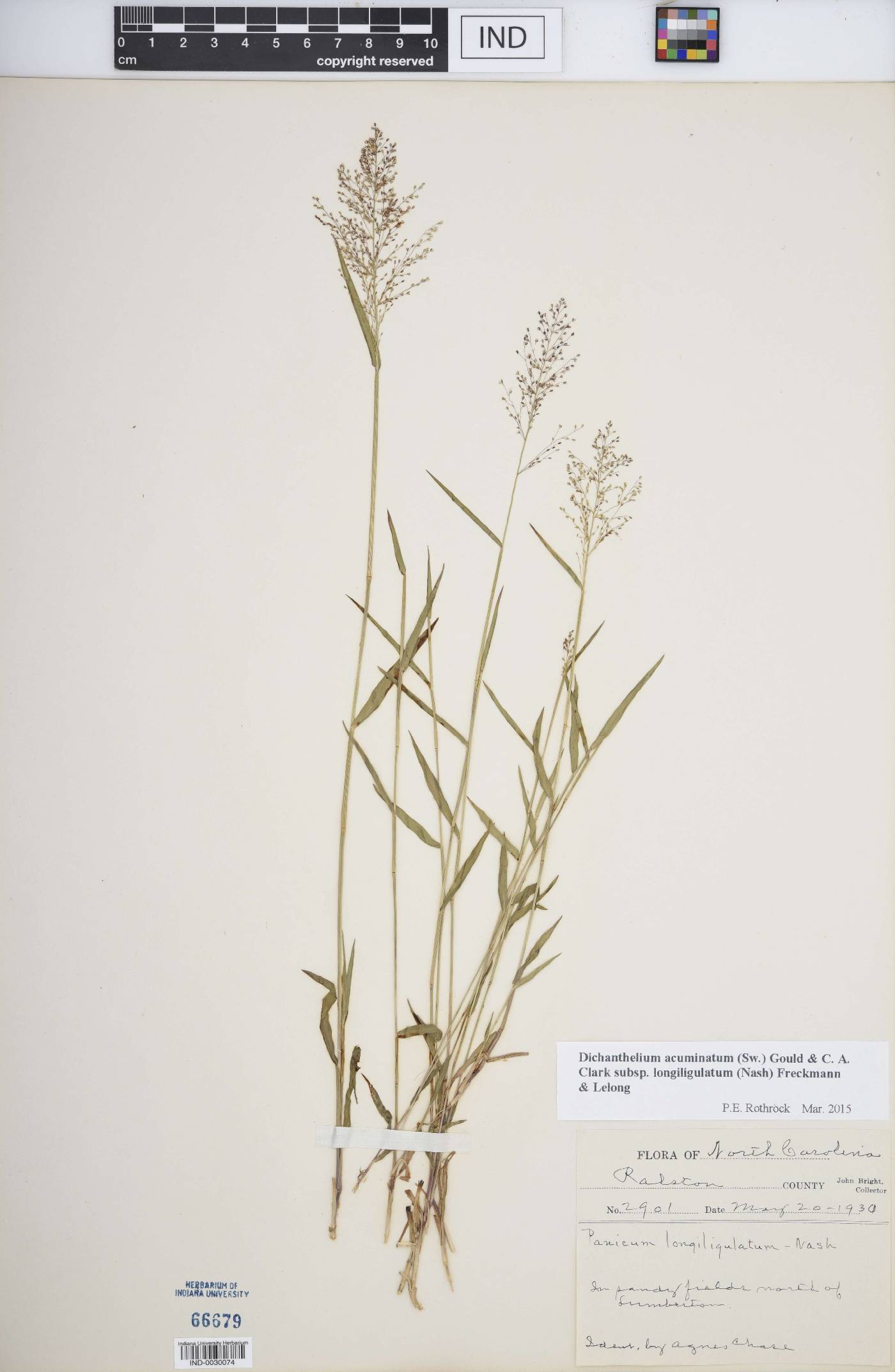 Dichanthelium acuminatum subsp. longiligulatum image