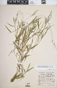 Dichanthelium acuminatum subsp. spretum image