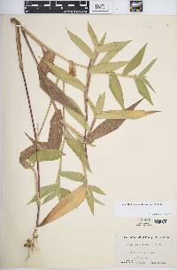 Panicum clandestinum image