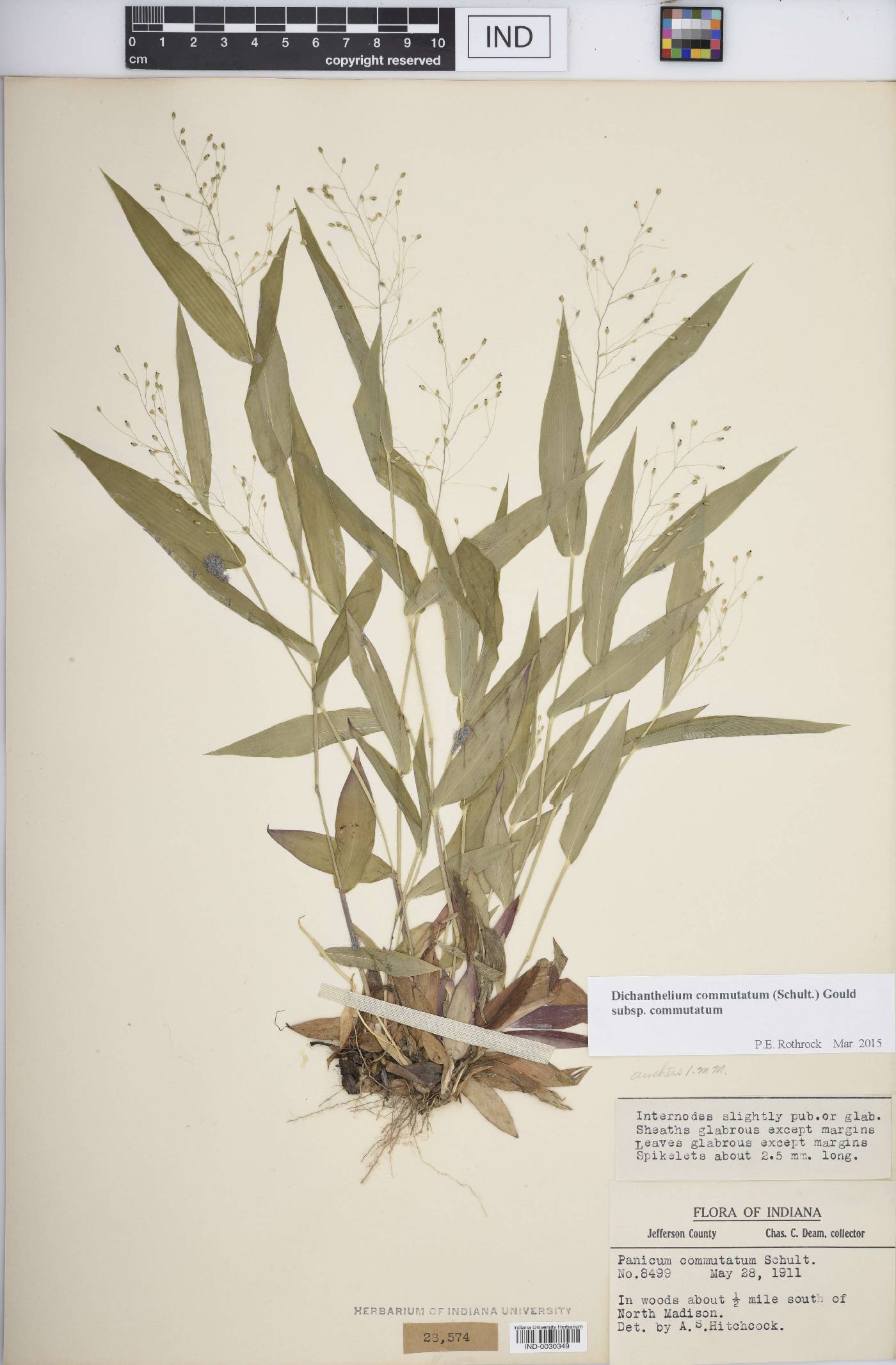 Dichanthelium commutatum subsp. commutatum image