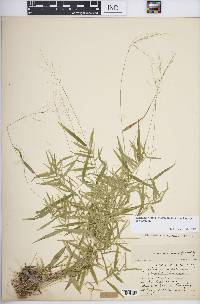 Dichanthelium dichotomum subsp. dichotomum image