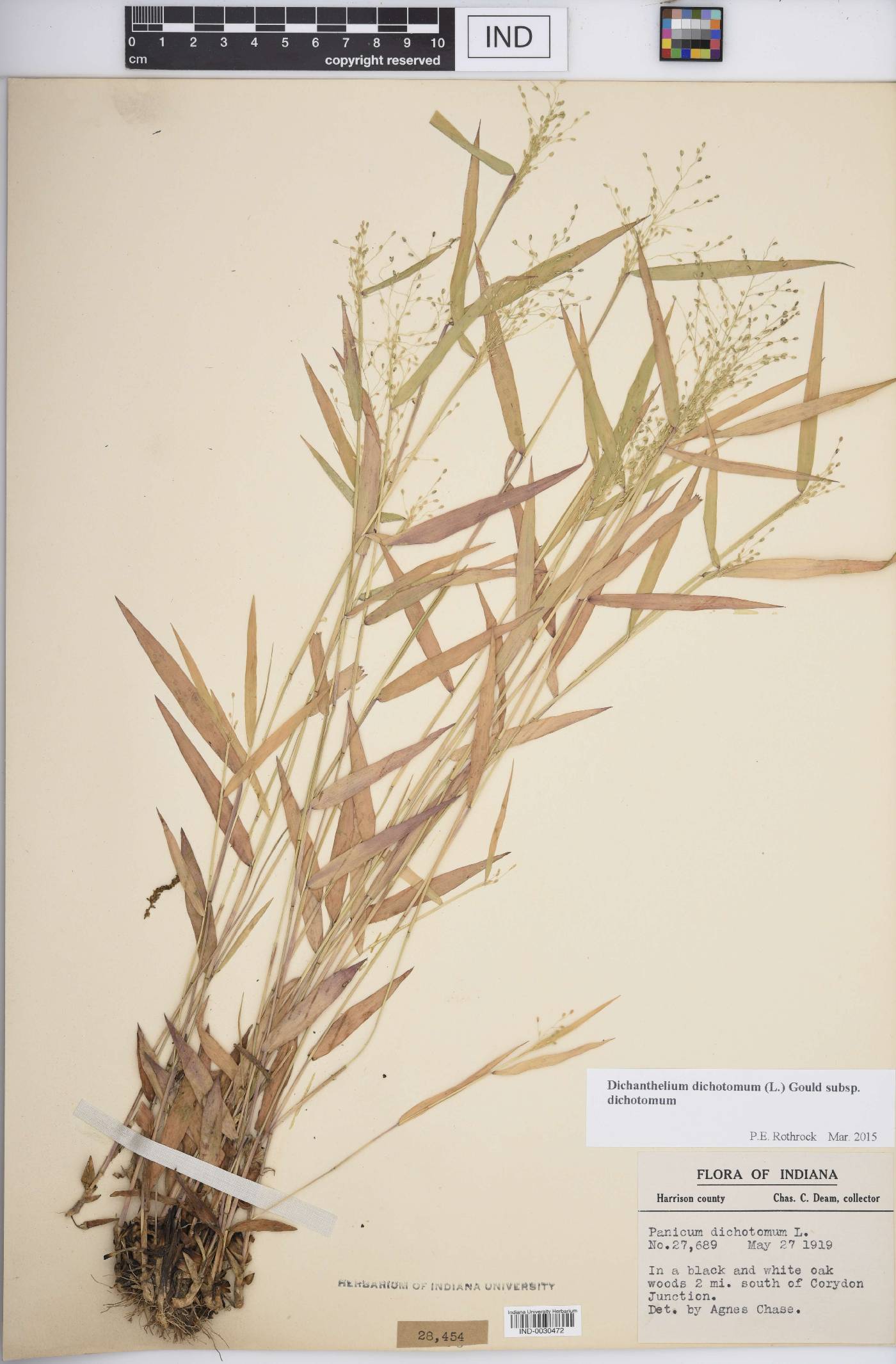 Dichanthelium dichotomum subsp. dichotomum image