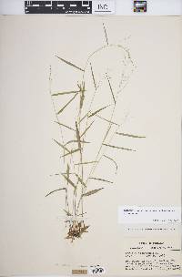 Dichanthelium dichotomum subsp. dichotomum image