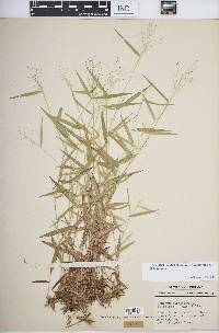 Dichanthelium dichotomum subsp. dichotomum image