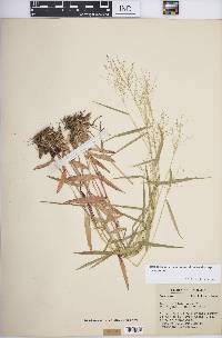 Dichanthelium dichotomum subsp. dichotomum image