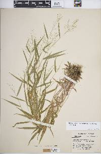 Dichanthelium dichotomum subsp. dichotomum image