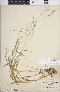 Dichanthelium dichotomum subsp. dichotomum image