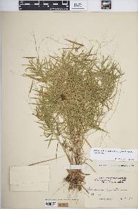 Dichanthelium dichotomum subsp. dichotomum image