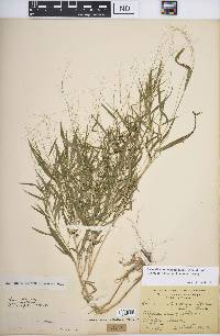 Dichanthelium dichotomum subsp. lucidum image