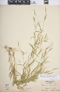 Dichanthelium dichotomum subsp. lucidum image