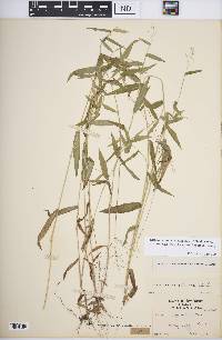 Dichanthelium dichotomum subsp. mattamuskeetense image